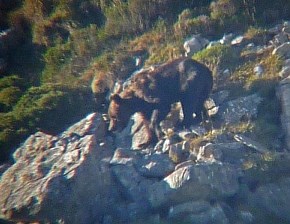 In Search of the Littlest Grizzly in the Somiedo Natural Park: 2013 Trip Report